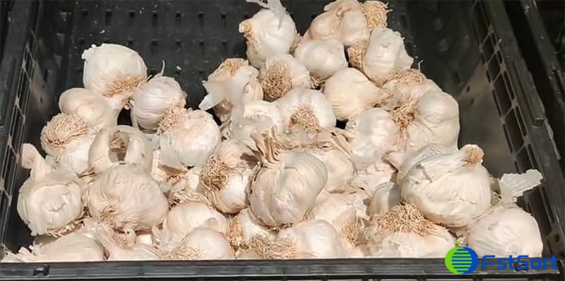 images/1750410371082Austrilian garlic.jpg